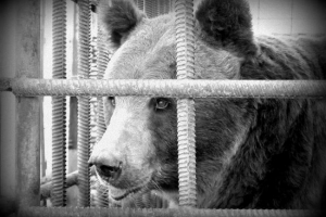 Powódź w zoo zoo zoo zakopana masyani